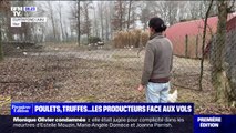 Volailles de Bresse dans l'Ain: à l'approche des fêtes, les producteurs font face aux vols