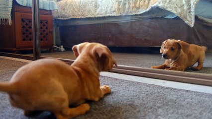 A cute dog caresses it self in front of a The mirror