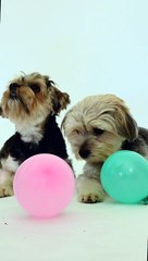 Two camel dogs playing with balloons