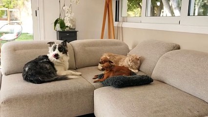 Three dogs and a cat are sitting quietly on the sofa