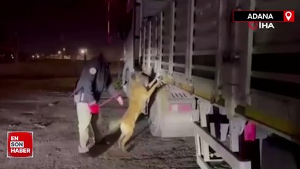 Adana’da küçükbaş hayvan yüklü tırdan 122 kilo skunk ele geçirildi