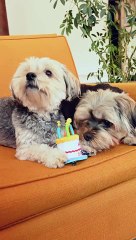 Two dogs celebrating their birthday