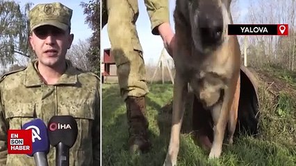 TSK'nın devriye köpekleri Mehmetçik'e destek sağlıyor