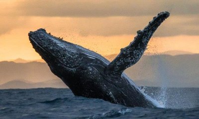 في تجربة تاريخية حديث بين حوت و علماء استمرّ لـ20 دقيقة