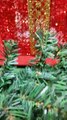 Christmas decorations  . Happy Christmas celebration. This video is entertaining because the Santa Claus is dancing and with so many gifts also available for you.