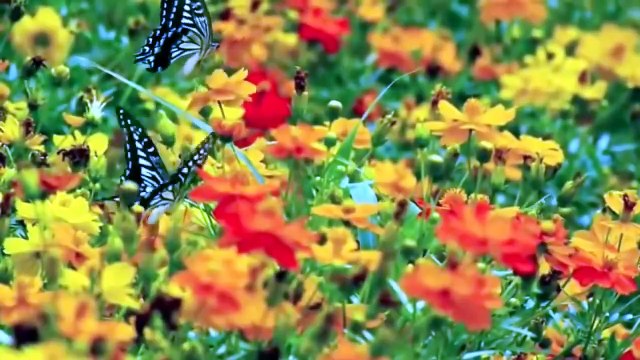 Во поле берёзка стояла - ПО-ТУРЕЦКИ / Beyaz Huş Ağacı Duruyordu - Cover Maria Ünal