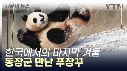 눈 내리자 신이 난 푸바오...이번이 마지막 겨울이라니 [지금이뉴스] / YTN