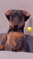 Funny dog #funnyanimals #funnyvideos #foryou #pet #fyp #dogsoftiktok #failarmy #fun