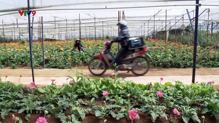 Khám Phá Bảo Tập 33: Câu Chuyện Đặc Biệt Về Hoa Cúc Vàng 🌼