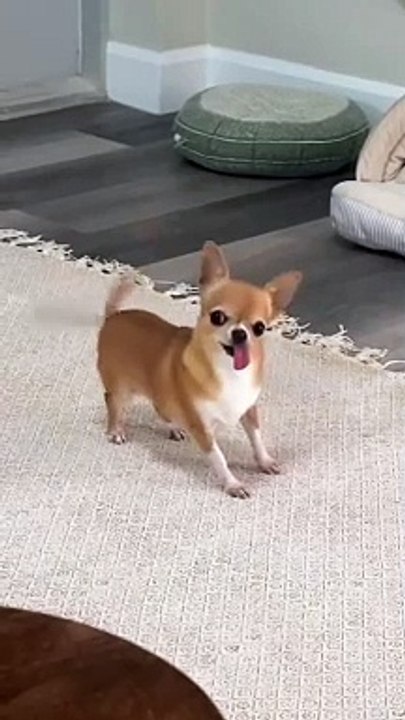 The End  #funny #funnyvideos #animals #dog #cat #pet #viarl #foryou