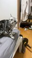 funny cats -funny animals  #funnycats #funnydogs #funnypets #funnyanimals #dogsoftiktok #catsoftiktok