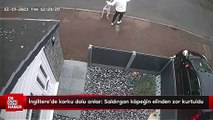 İngiltere'de korku dolu anlar: Saldırgan köpeğin elinden zor kurtuldu