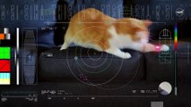 NASA fez história com um vídeo de gato a brincar com laser