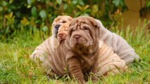 Beautiful dog puppies