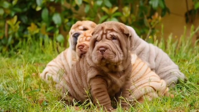 Beautiful dog puppies