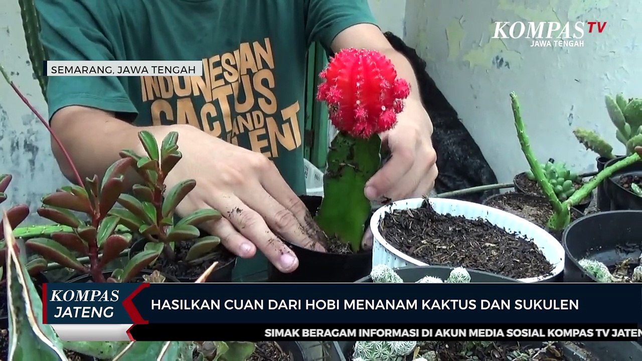 Mahasiswa di Kota Semarang Hasilkan Cuan dari Hobi Menanam Kaktus dan Sukulen