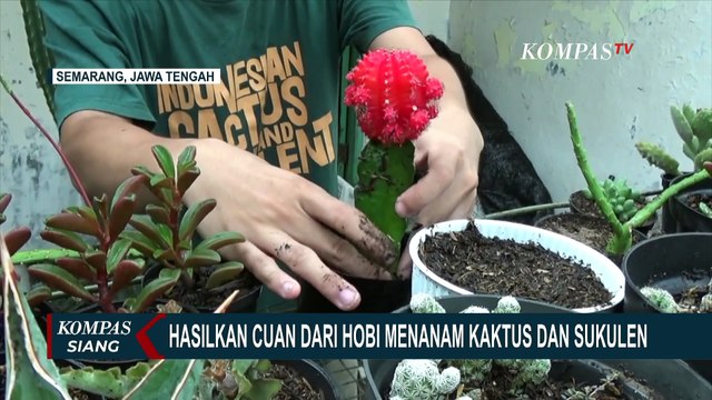 Mahasiswa UNDIP Hasilkan Cuan dari Hobi Menanam Kaktus dan Sukulen