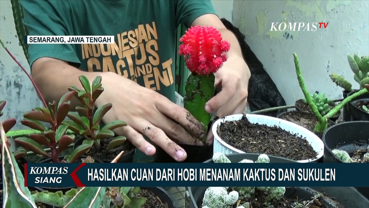 Mahasiswa UNDIP Hasilkan Cuan dari Hobi Menanam Kaktus dan Sukulen