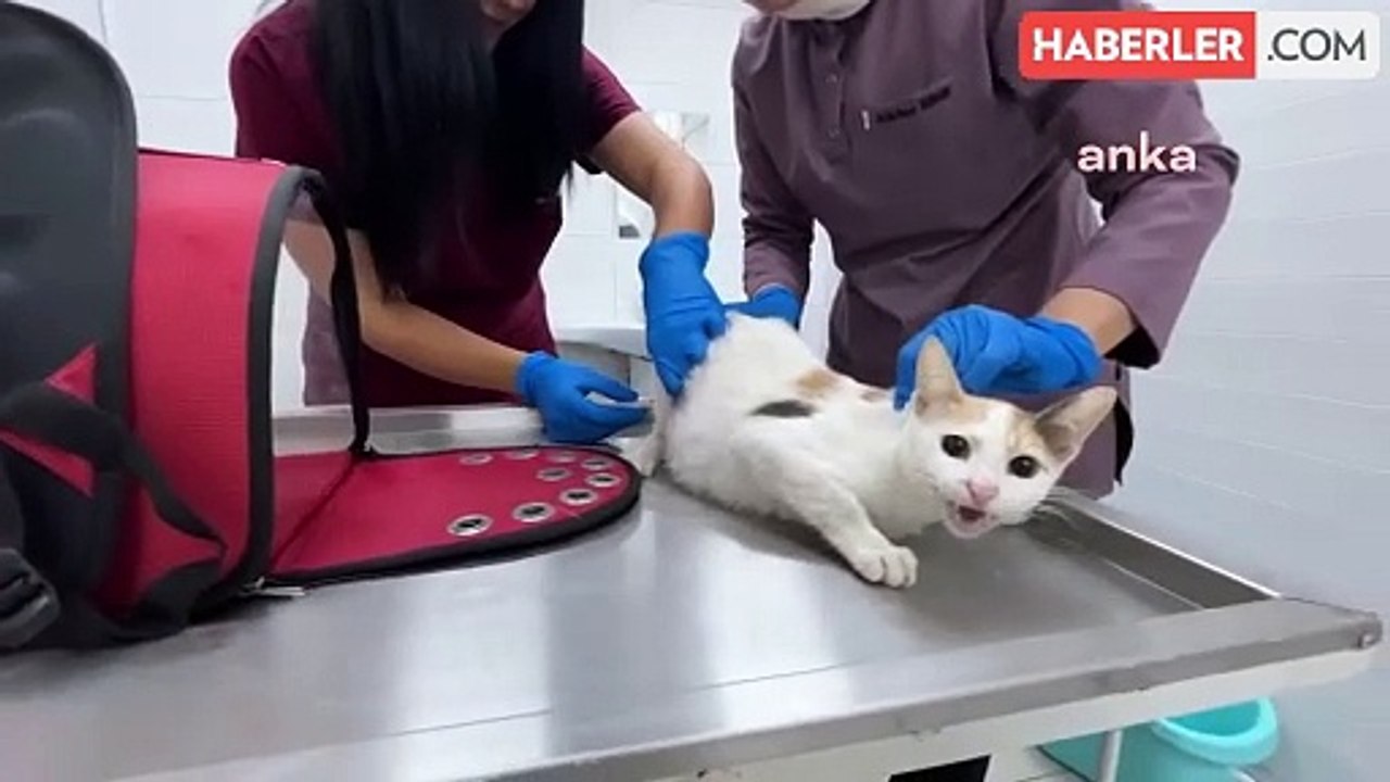 Seyhan Belediyesi Sokak Hayvanları Bakım ve Kısırlaştırma Merkezi'nde Rekor Kırıldı