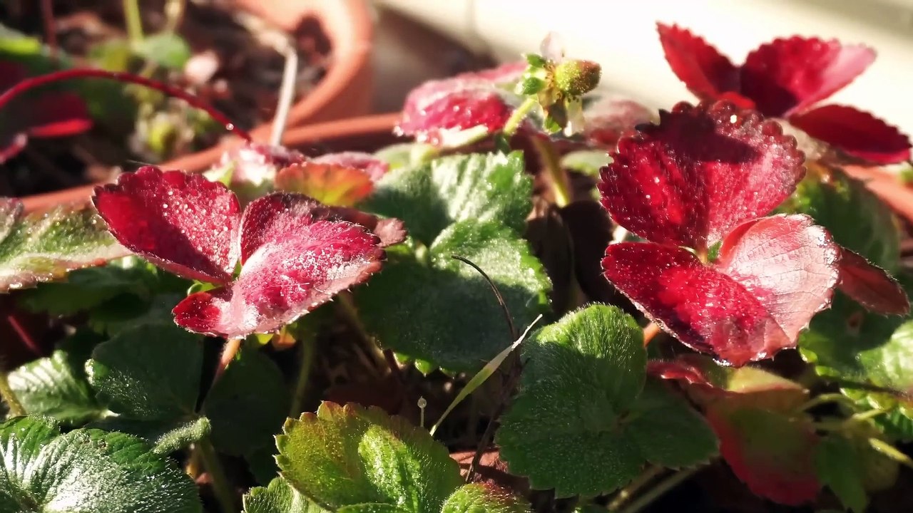 She Needs to Do This ALONE or Work STOPS on the Stone House