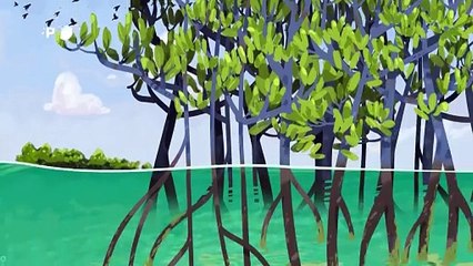 Los ecosistemas de carbono azul