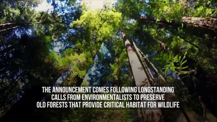 US Makes Promise to Conserve Old-Growth Forests