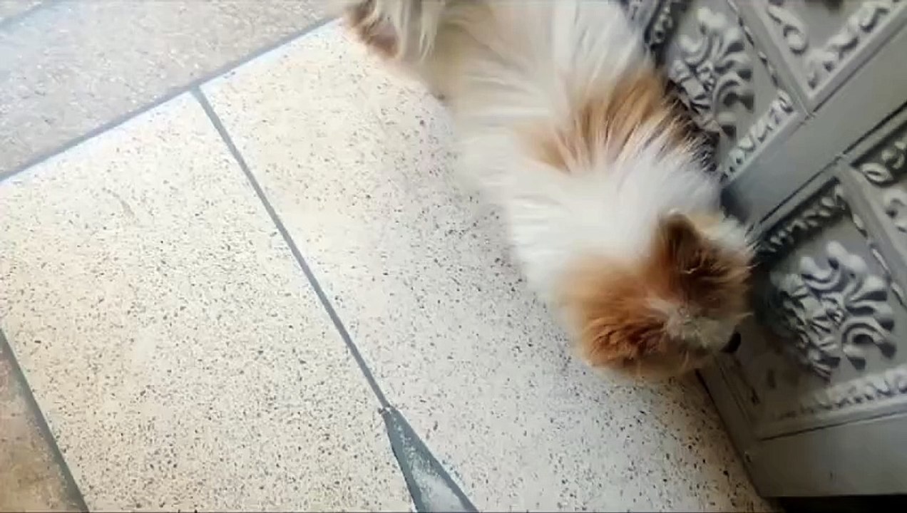 لن تصدق انه كلب غريب ونادر.