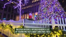 Interesting Facts About Christmas Trees