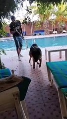 كلب بيرجي مدلل يستمتع بعطلته في المسبح