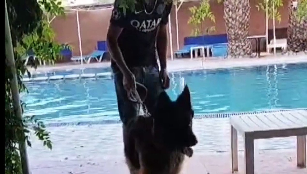 كلب بيرجي مدلل يقضي بعطلته في افخم فندق.