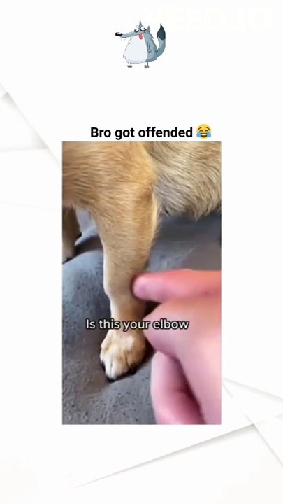 Dog got offended 