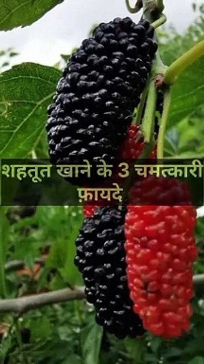 शहतूत खाने के 3 चमत्कारी फ़ायदे #health