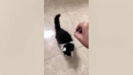 Cat Vs Laser Pointer