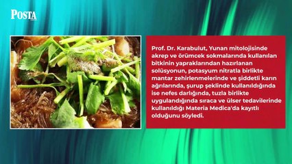 İbn-i Sina'nın yüzyıllar önce verdiği tavsiye Türkiye'den dünyaya yayıldı: Beyinde ve damardaki tıkanıklığı geçiren tek besin