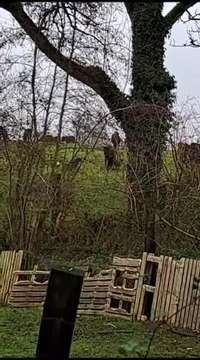 Quelque 150 à 200 chiens, ânes et chevaux saisis chez la comtesse Diana Dumonceau