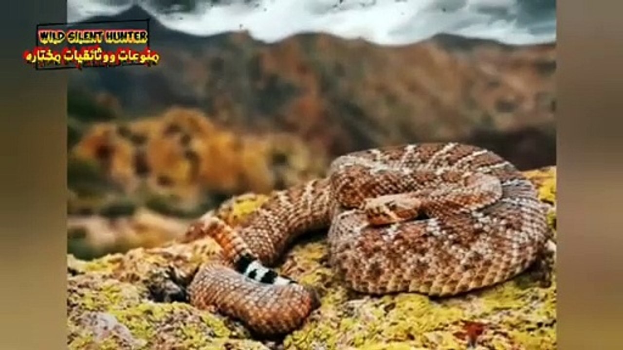 صوت الرعب _ اكتشف الصوت الرهيب لأشد الثعابين سمية في العالم، الافعى المجلجلة