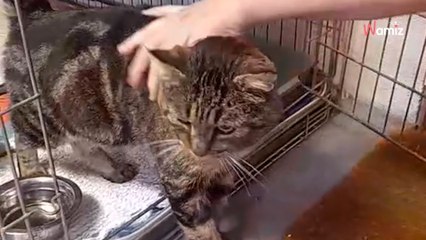 Trouvé dans la rue frigorifié et affamé, ce chat se montre très reconnaissant et mérite de trouver une famille