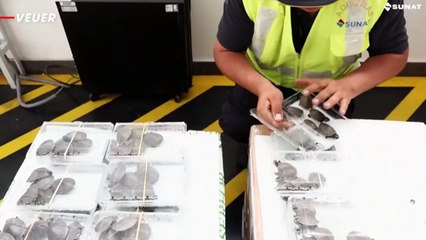 Peruvian Authorities Stop Trafficking Attempt of 4,001 Turtles Rescued, Bound for Indonesia
