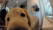 Le chien renifle une odeur suspecte dans la maison :  488K personnes sont mortes de rire devant son enquête (vidéo)