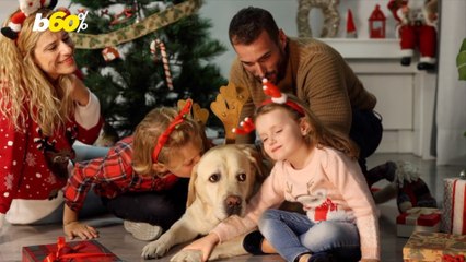 Make Sure Your Christmas Stays Clean Without Bugs