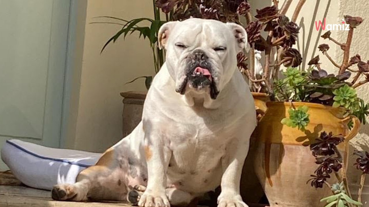 Suite à une bagarre, des vétérinaires leur conseillent d'euthanasier leur chien  : ses propriétaires veulent le sauver