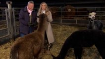 Christmas on the Farm’s Helen Skelton ‘hustled’ as alpaca causes chaos on set