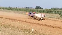 बैैल गाडी दौड प्रतियोगिता में किसानों ने दिखाया दमखम