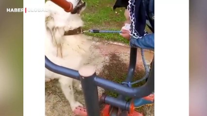 Parka bağlanıp terk edilen köpeğin, derdini ağlayarak anlattığı anlar gündem oldu: ''Konuşuyor resmen''