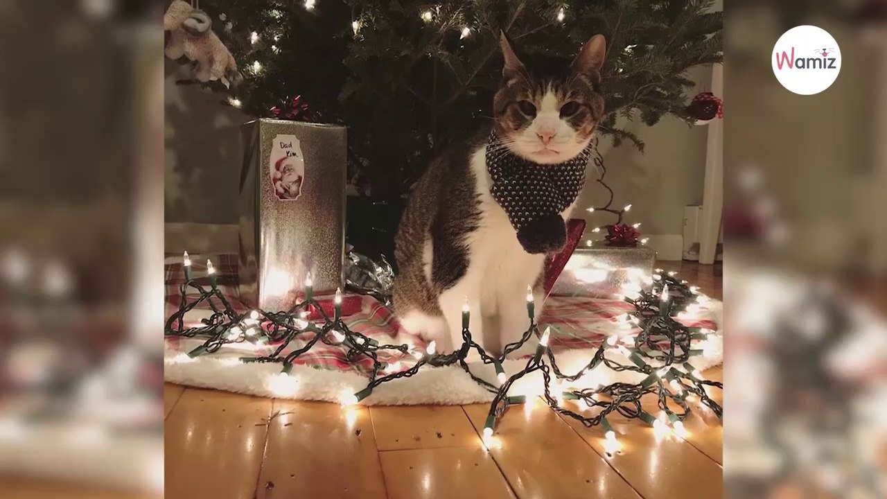Schielende Katze bekommt zu Weihnachten die beste Überraschung überhaupt!
