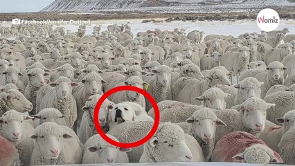 „Schäferhund" mischt sich unter die Herde, aber nur jeder 20. kann ihn sehen!