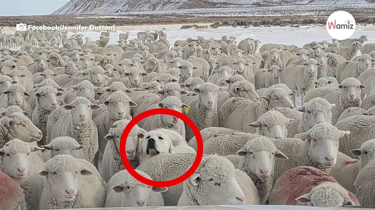 „Schäferhund' mischt sich unter die Herde, aber nur jeder 20. kann ihn sehen!