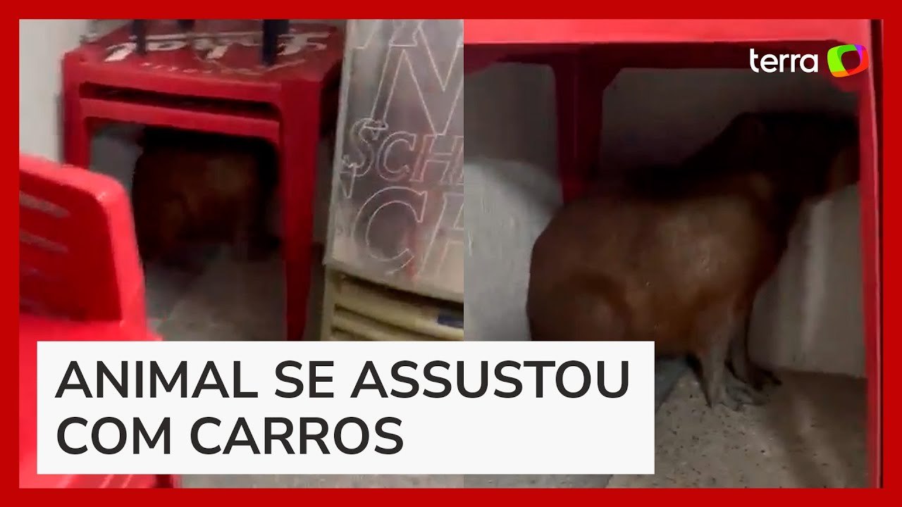 Capivara se assusta com movimento de carros e se esconde embaixo de mesa de bar em MG