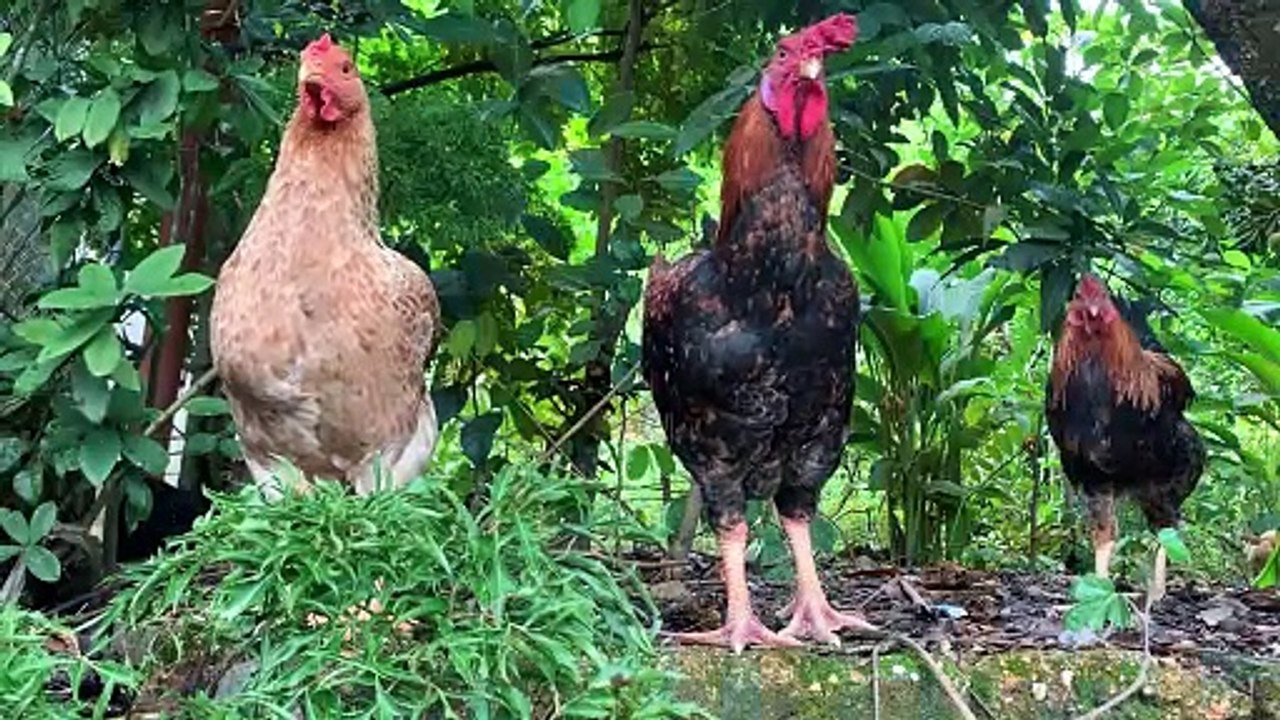 Raising Happy and Healthy Farm Animals