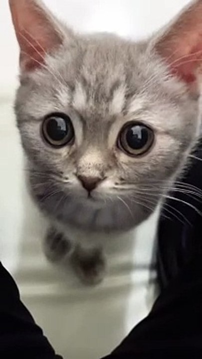 Cute Kitten Baby Cat Funny Cat Videos